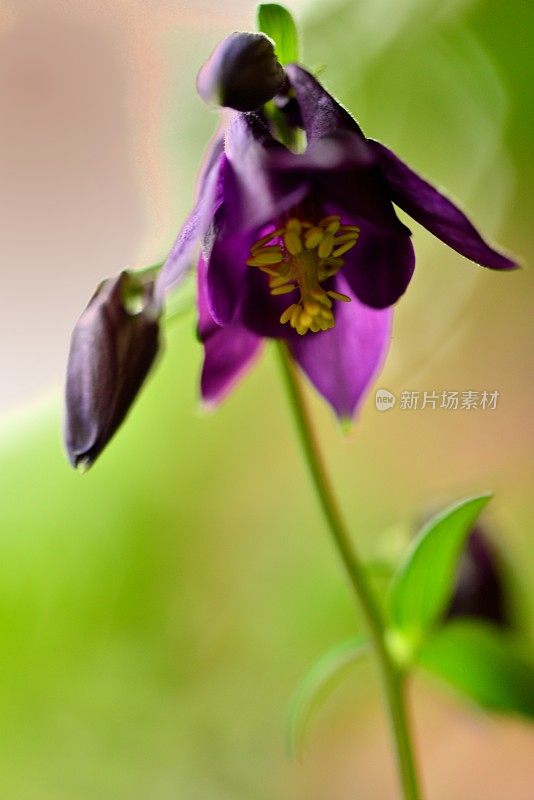 水仙花/耧斗菜花